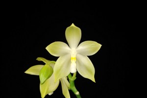 Phalaenopsis speciosa var. christiana Casablanca AM/AOS 85 pts.